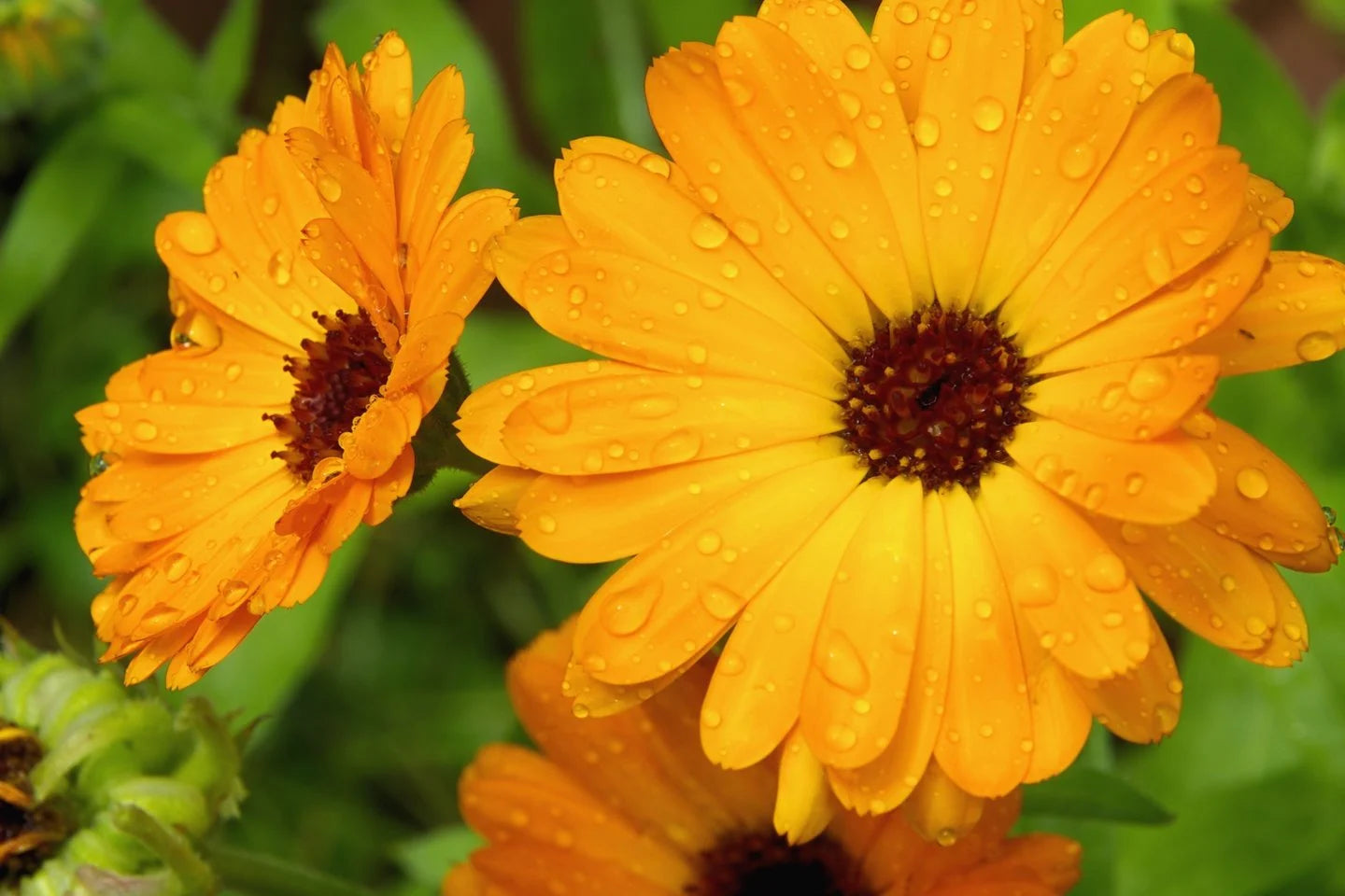 Calendula 25g