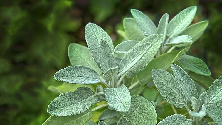 Sage 20g