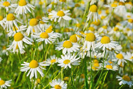 Chamomile 20g