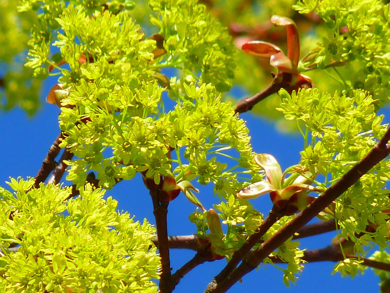 Maple blossoms 30g