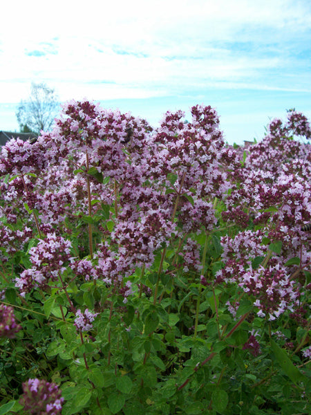 Oregano 20g